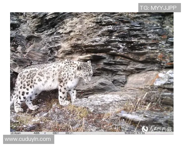天山雪豹与四川的生态对决探秘自然保护与生物多样性的重要性